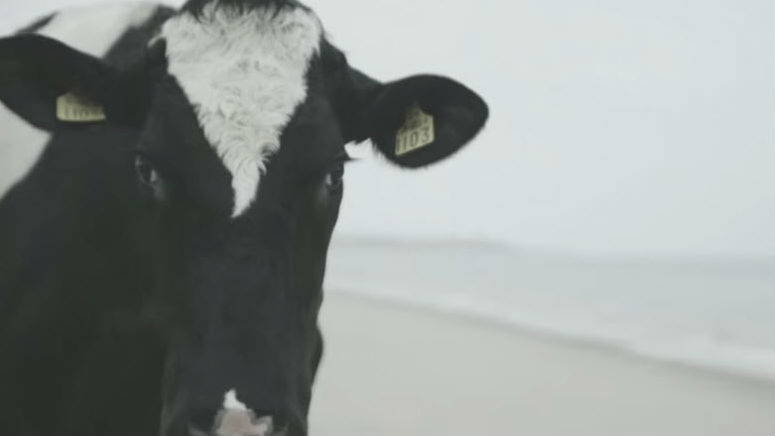 cow at beach