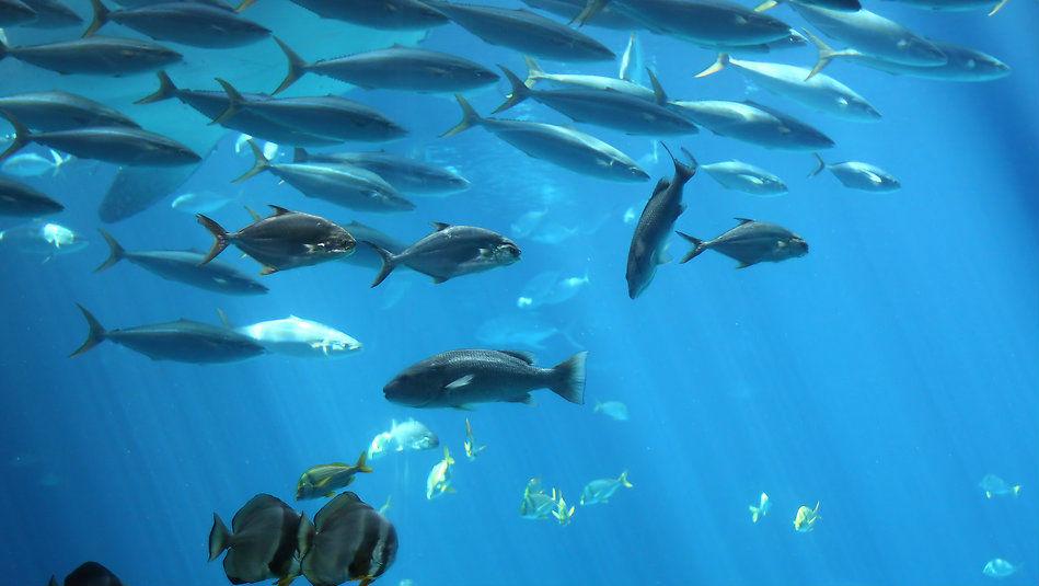 fish-population-at-record-lows