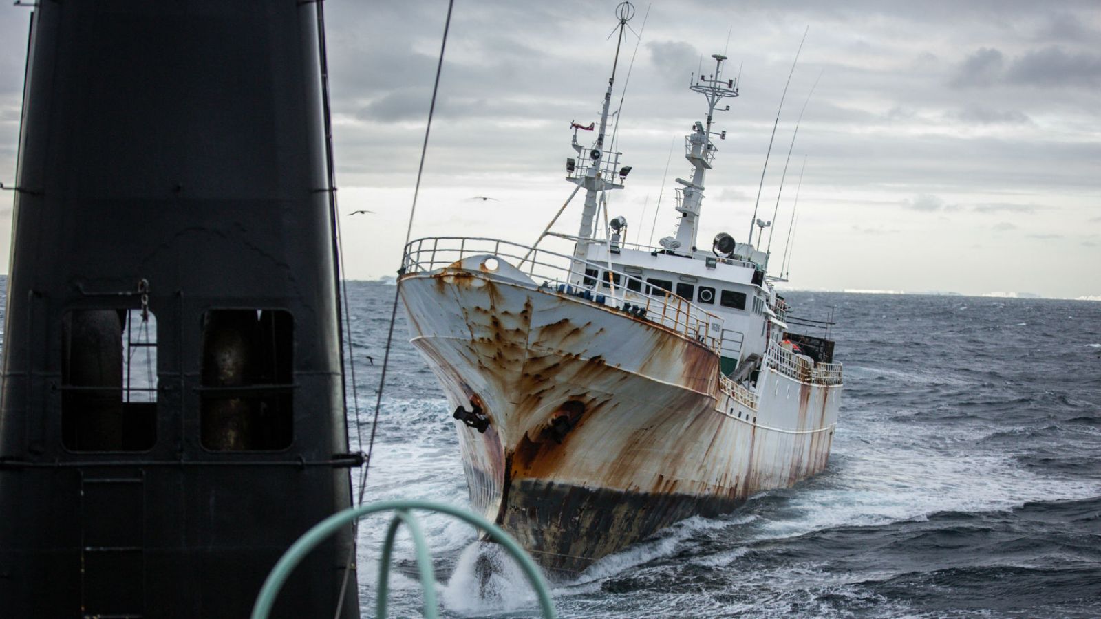 Sea Shepherd