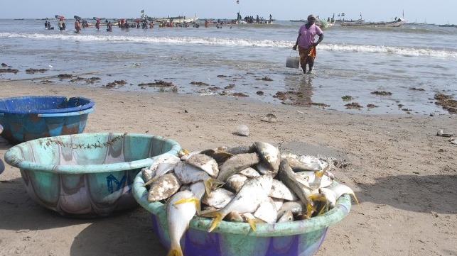 small fish gambia china dialogue ocean