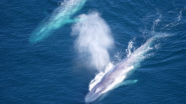La OMI ayuda a ampliar las áreas de protección de ballenas en el canal de Santa Bárbara 1 Ballenas azules