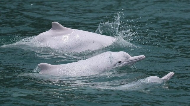 shantou dolphins