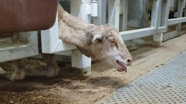 Image from whistleblower footage courtesy of Animals Australia