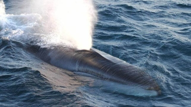 Fin whale