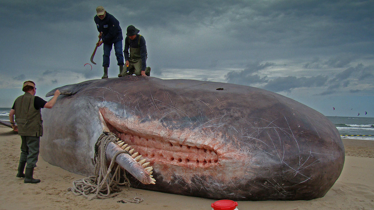 sperm whale