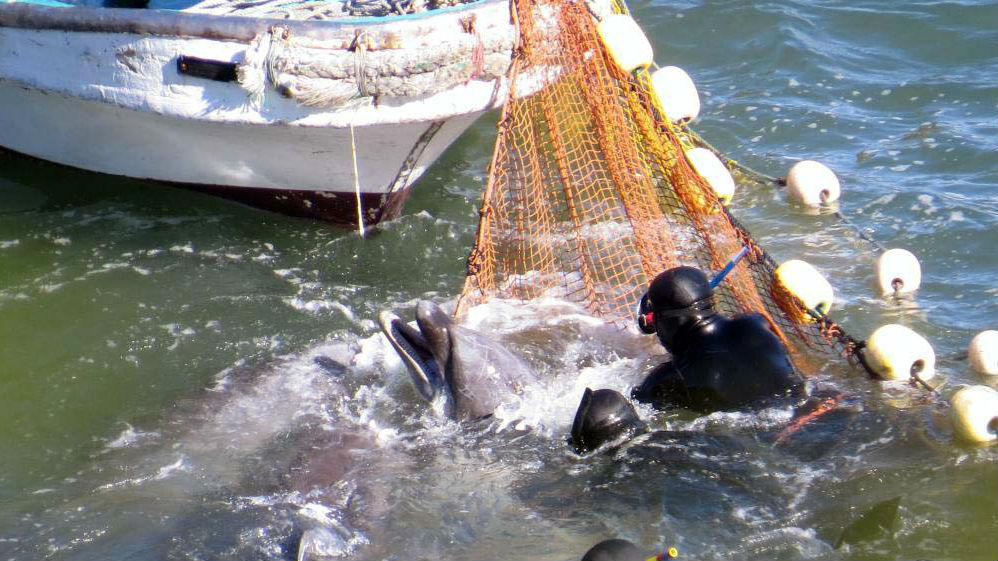 Sea Shepherd Dolphin Activist Detained in Japan