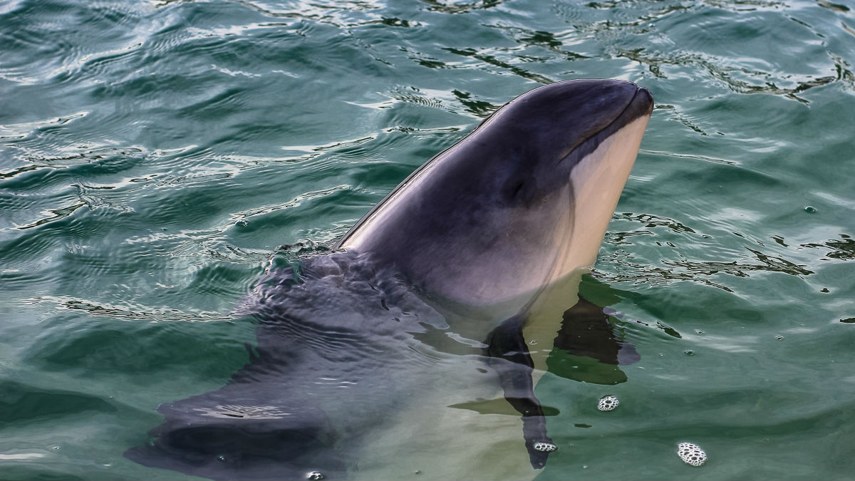 Sea Shepherd Readies For Baltic Sea Campaign