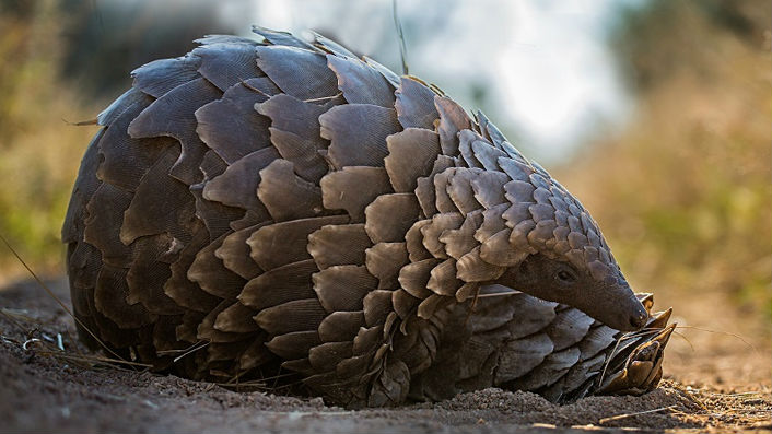 Pangolin