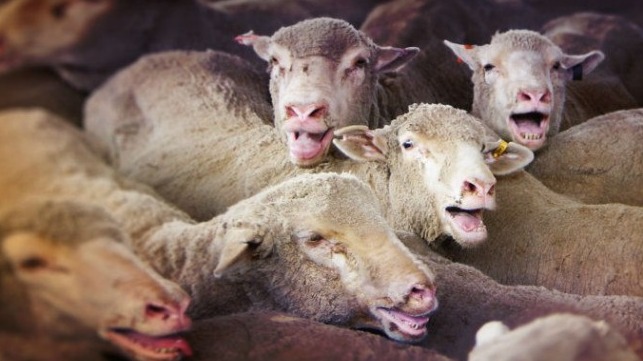 file photo of panting sheep courtesy of Animals Australia