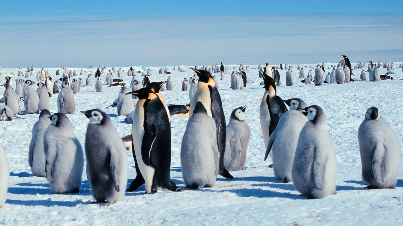 Penguins in Antarctica