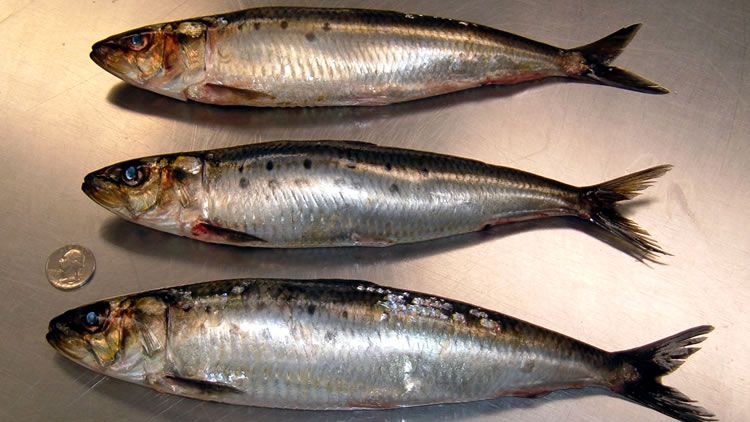 Sardines