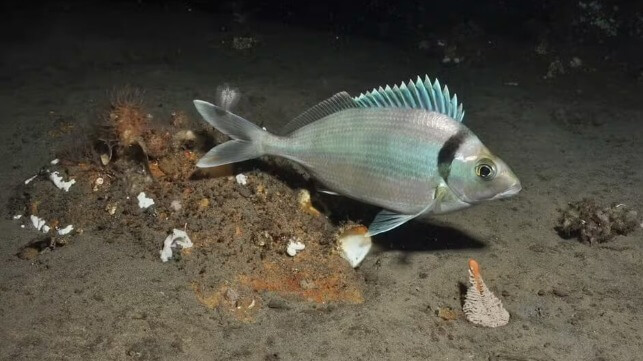 Numbers of deep sea perch have plummeted. Graham Edgar, CC BY
