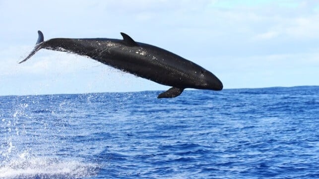False killer whale