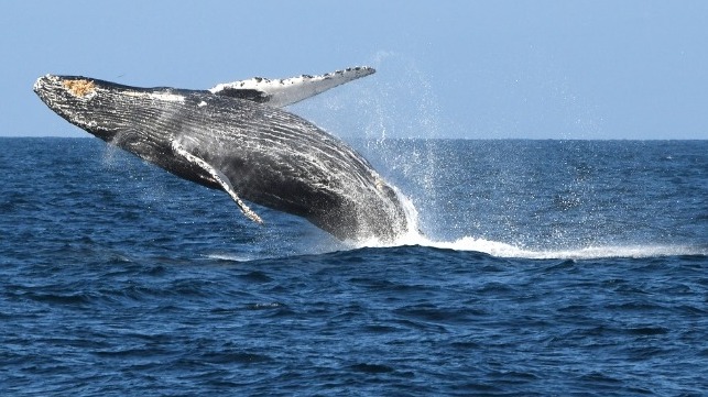 humpback