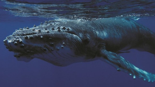 Humpback whale calf, Tonga, 2015 (GRID-Arendal / Glenn Edney / CC BY NC SA 2.0)