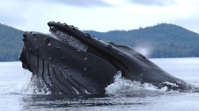 Humpback whale