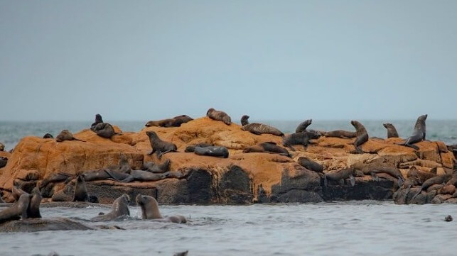 Isla de los Lobos