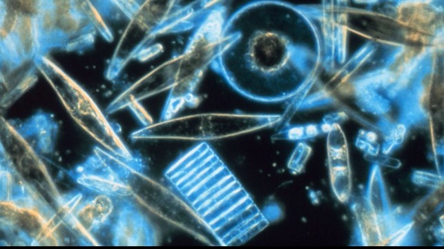 diatoms