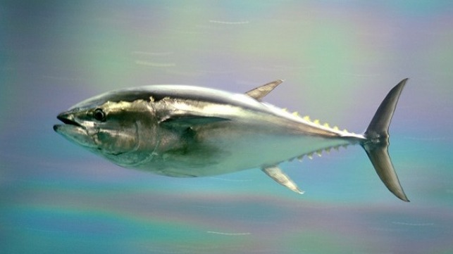 Pacific Bluefin Tuna