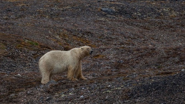 polar bear