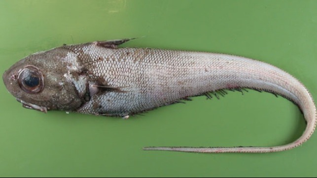 Roundnose Grenadier. Photo by Alexei Orlov, FishBase.