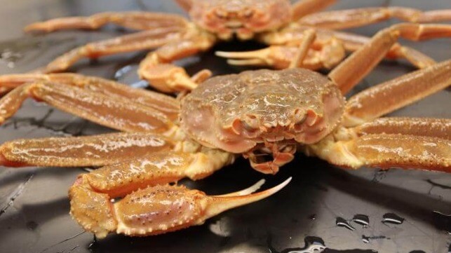 Bering Sea snow crabs