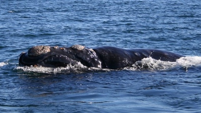 southern right whale