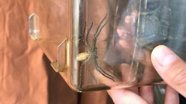 venomous spider creeps out a shipping container in the UK