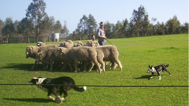 sheep and farmer