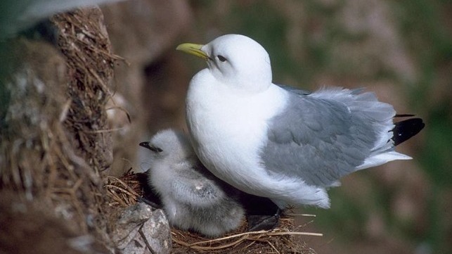kittiwake