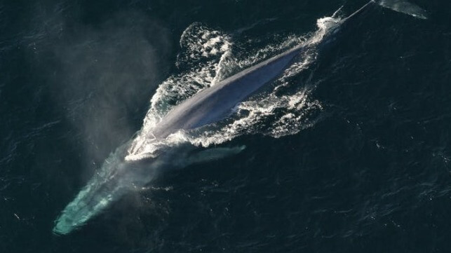 Whale