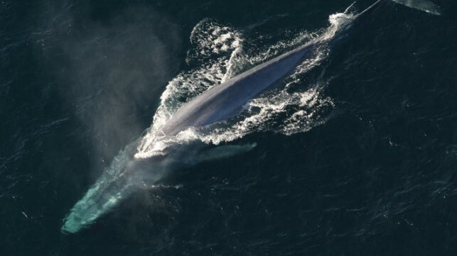 blue whale