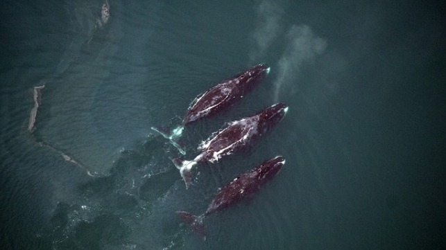 Photo by Cynthia Christman, National Marine Fisheries Service: Bowhead whales rise to the surface while feeding.