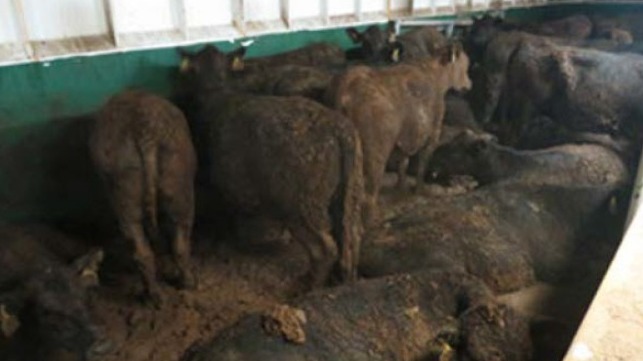 file photo of cattle shipped from Australia