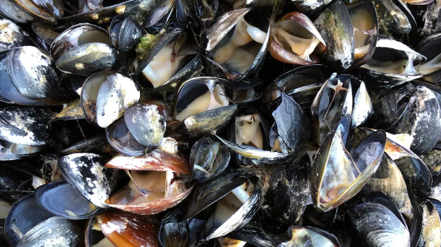 mussels