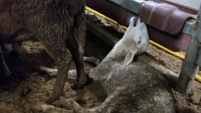 Image from whistleblower footage courtesy of Animals Australia