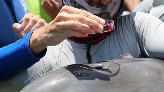 Exhaled breath is collected from a dolphin during a wild dolphin health assessment in Barataria Bay in Louisiana. Todd Speakman/National Marine Mammal Foundation, CC BY-SA