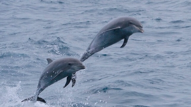 dolphins