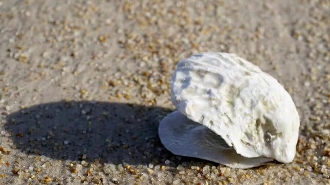 Flat oyster shell on a beach