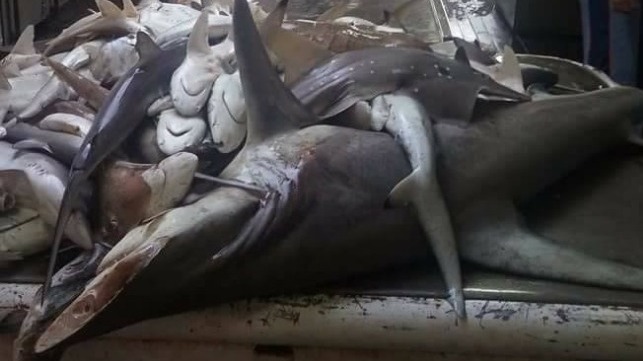 Chinese Shark Capture Fleet Released Free of Charge