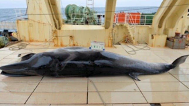 Credit: Japanese Institute of Cetacean Research