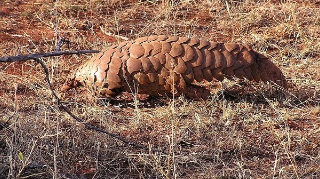 Pangolin in Africa