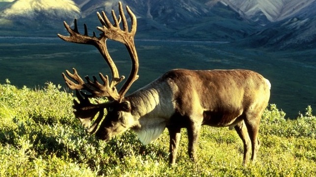 Porcupine caribou in Alaska