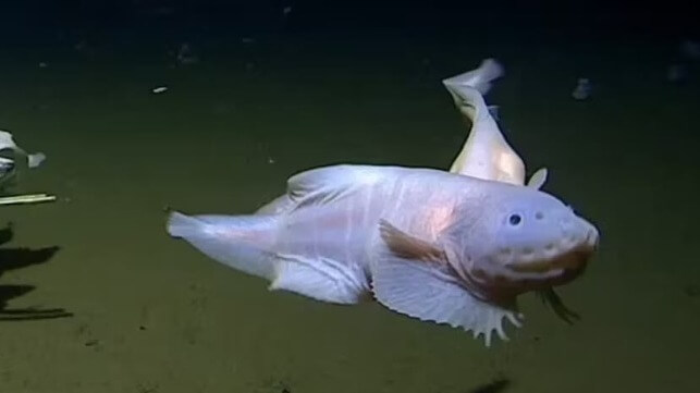 snailfish