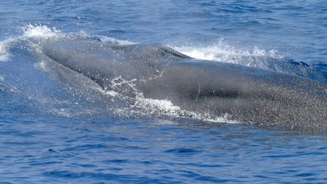Rice's whale