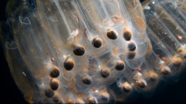 Salps courtesy of Greenpeace / Gavin Newman