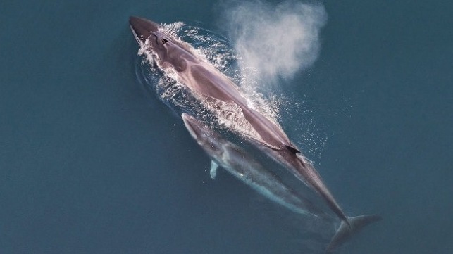 sei whale and calf