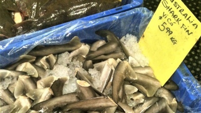Shark fin option trade