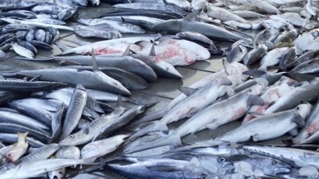 Assorted species of fish and sharks for sale at a Market in Delhi, India. Photo: TRAFFIC