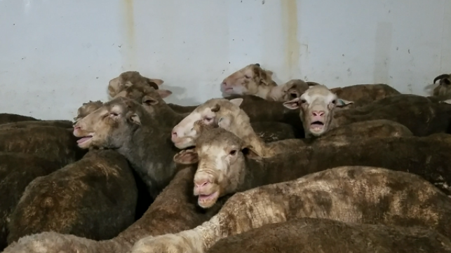 Credit: Animals Australia